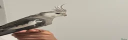 Ringnecks birds for sale: Cockatiels  - Advert 6
