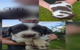 English Springer Spaniel dogs for sale: English Springer Spaniels  - Image 4