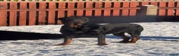 Rottweiler dogs for sale: Champion Bloodline Old School Rottwieler! - Advert 3