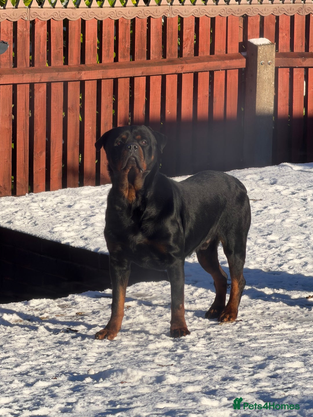 Rottweiler dogs for sale: Champion Bloodline Old School Rottwieler! - Advert 3