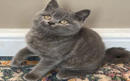 British Shorthair cats for sale: Cute Bristish Short Hair Kittens  - Image 4