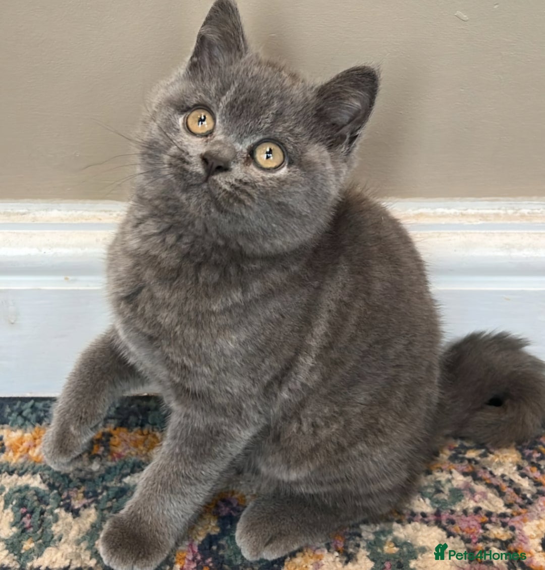 British Shorthair cats for sale: Cute Bristish Short Hair Kittens  - Image 4