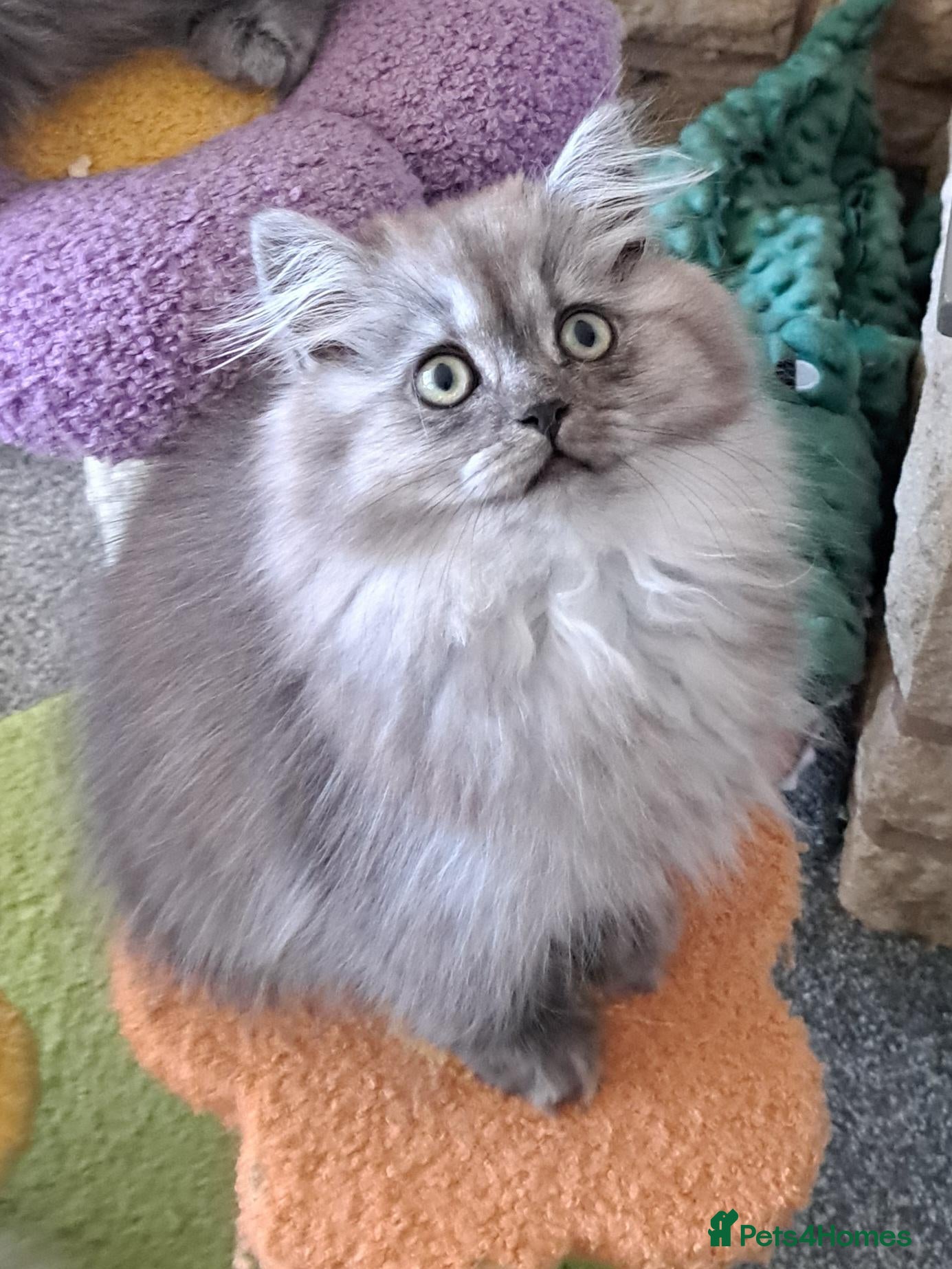British Longhair cats 2 Gorgeous BLH Kittens - Advert 15