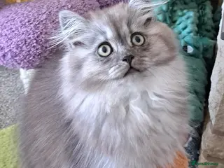 British Longhair cats 2 Gorgeous BLH Kittens - Advert 15