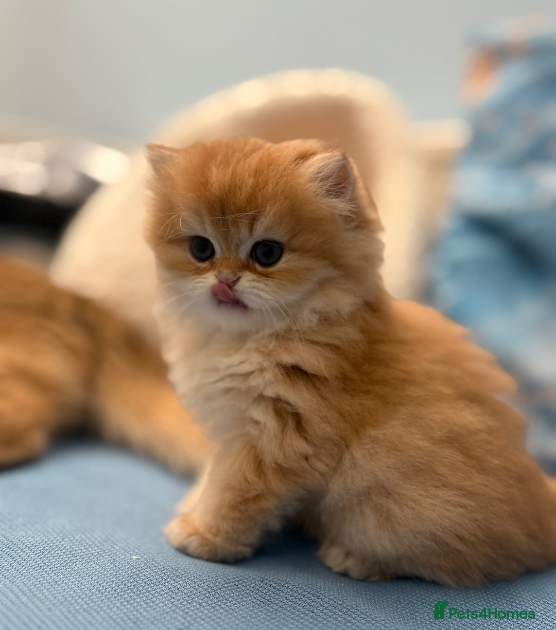 British Longhair cats for sale: ✨ Exquisite Golden Longhair Kitten ✨ - Advert 7