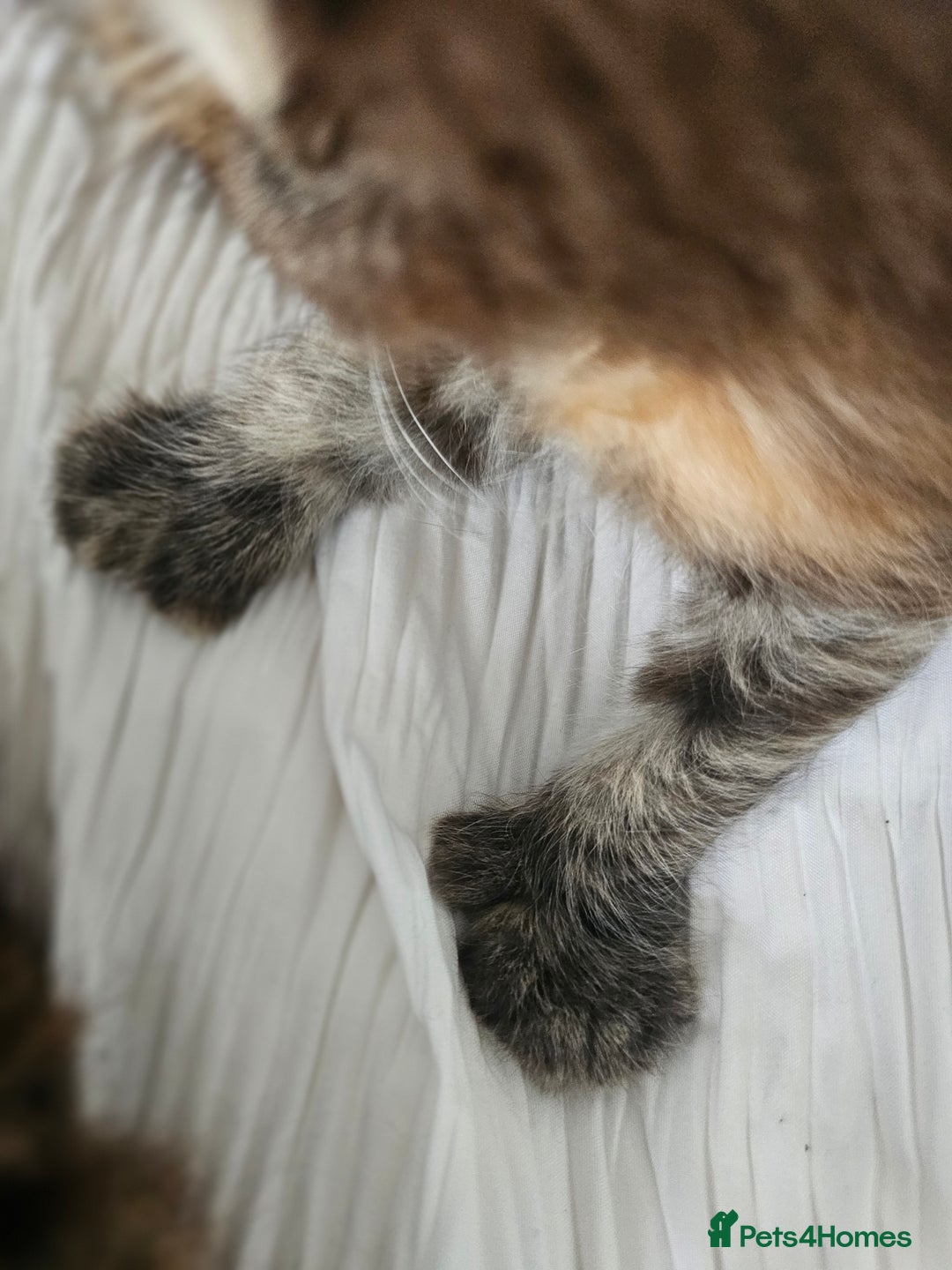 Maine Coon cats for sale:  TICA Maine coon kittens ready to leave - Advert 9