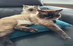 Ragdoll cats for sale: Our little snow babies ragdoll kittens  - Image 24