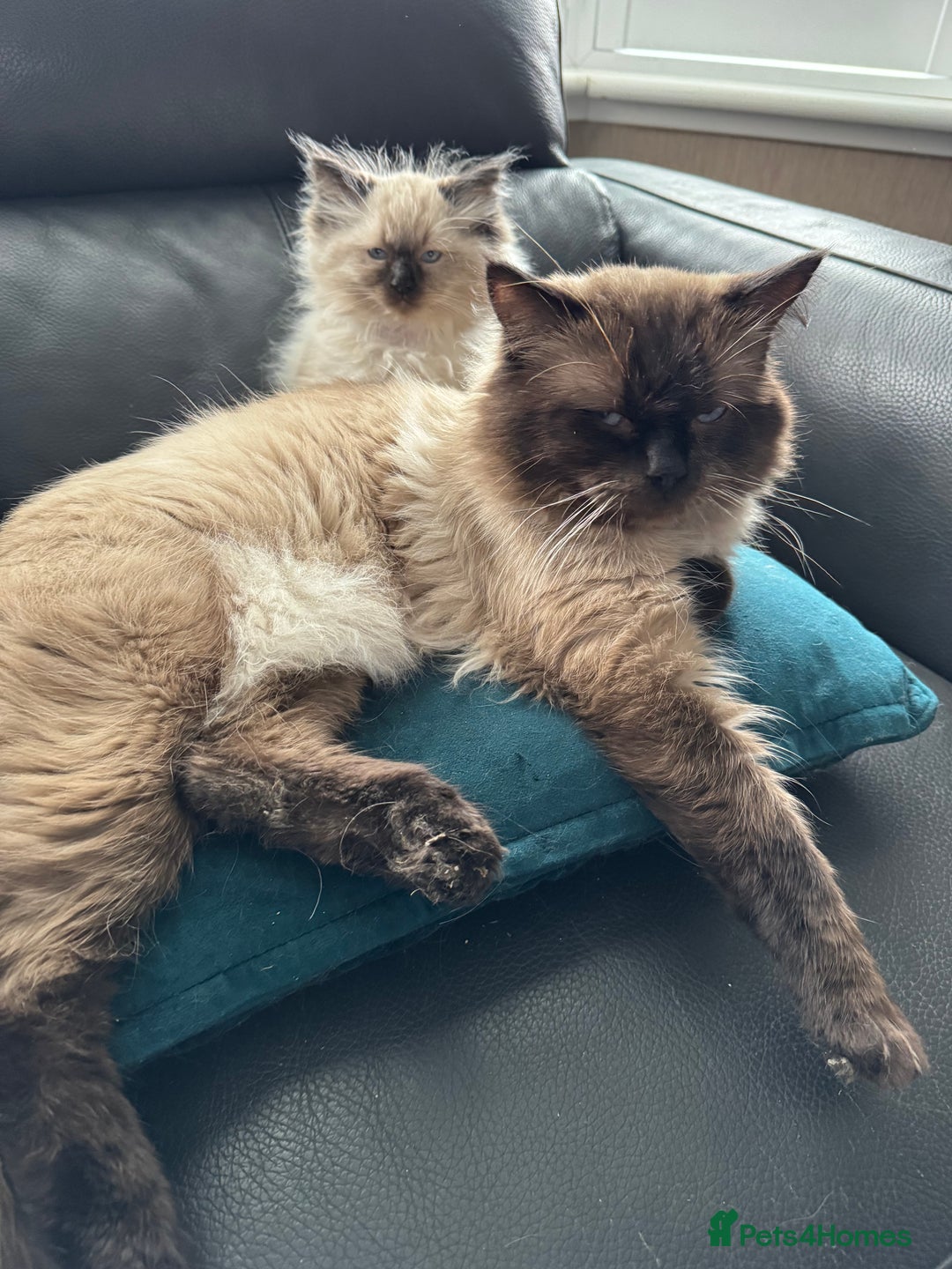 Ragdoll cats for sale: Our little snow babies ragdoll kittens  - Image 24