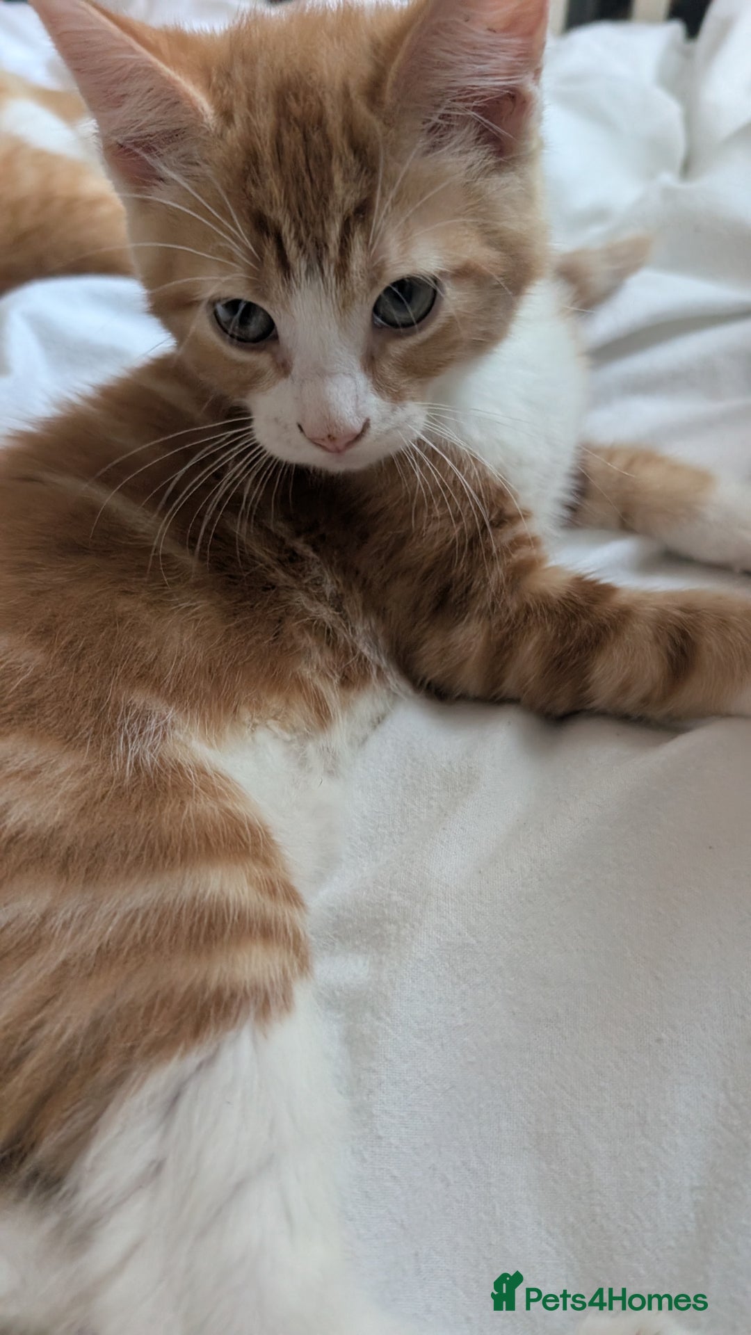 Mixed Breed cats for sale: Litter of 4 Kittens Ready for Their Forever Homes! - Advert 4