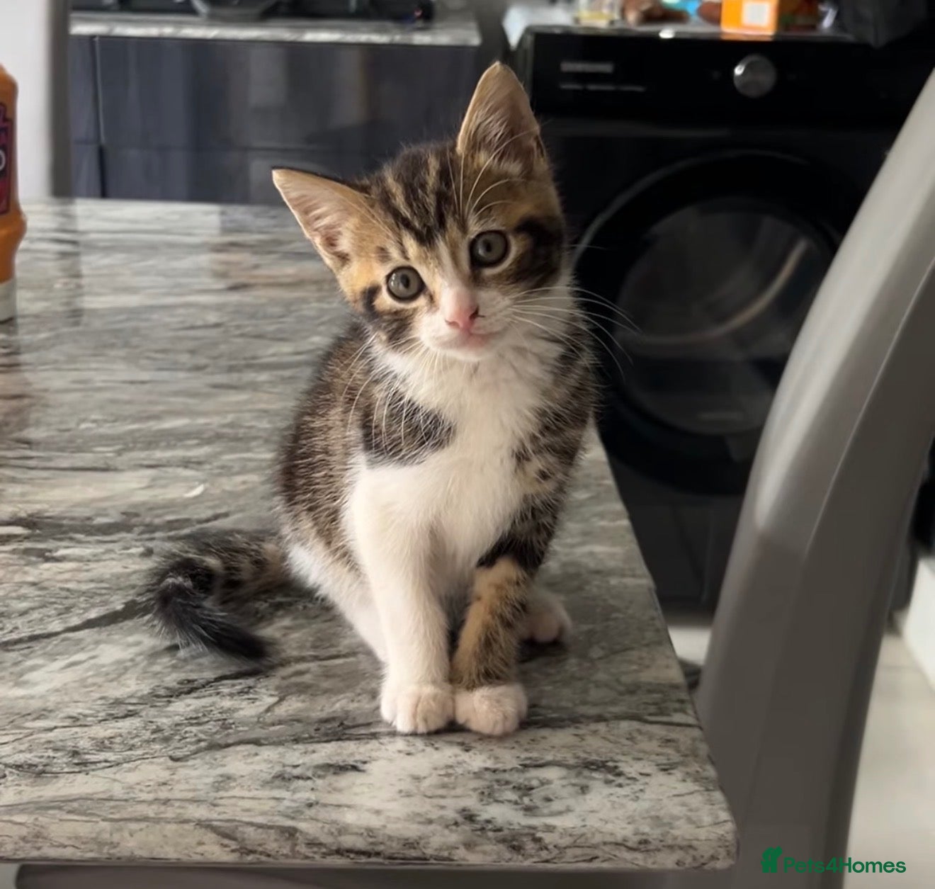 Mixed Breed cats mixed breed kitten - Advert 1