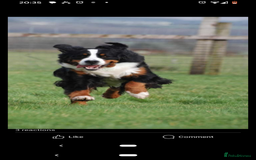 Bernese Mountain Dog dogs for sale: Bernese mountain dog puppies  - Image 2