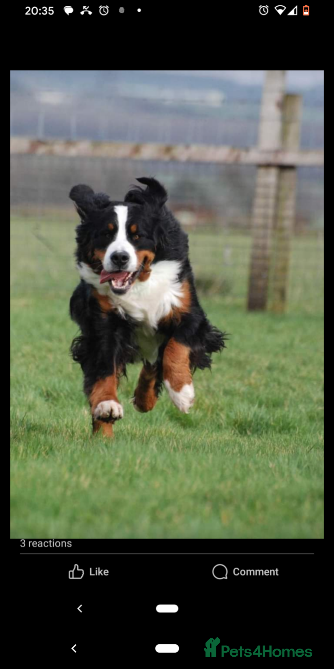 Bernese Mountain Dog dogs for sale: Bernese mountain dog puppies  - Image 2