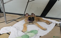 German Shepherd dogs for sale: 1 female German Shepherd  - Image 2