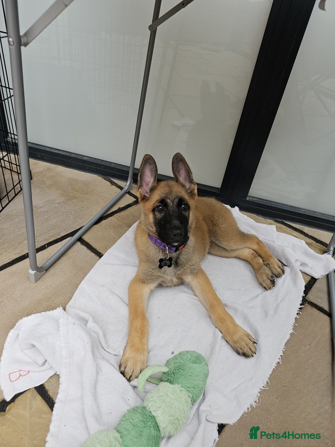 German Shepherd dogs for sale: 1 female German Shepherd  - Image 2
