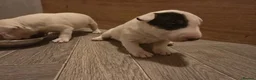 Miniature Bull terrier dogs for sale: White Miniature Bullterrier  - Advert 8