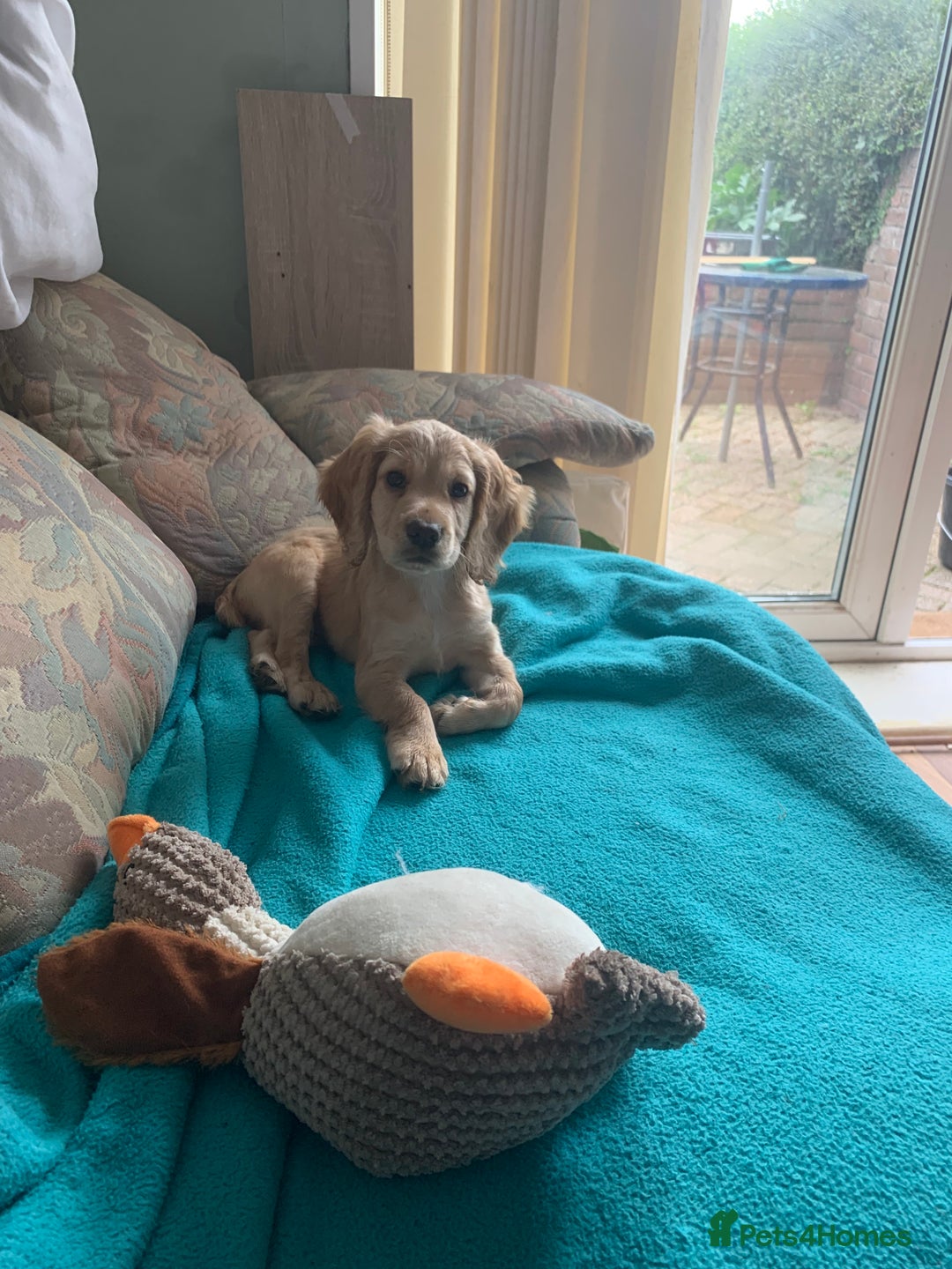 Cocker Spaniel dogs for sale: Cocker Spaniel  - Image 1