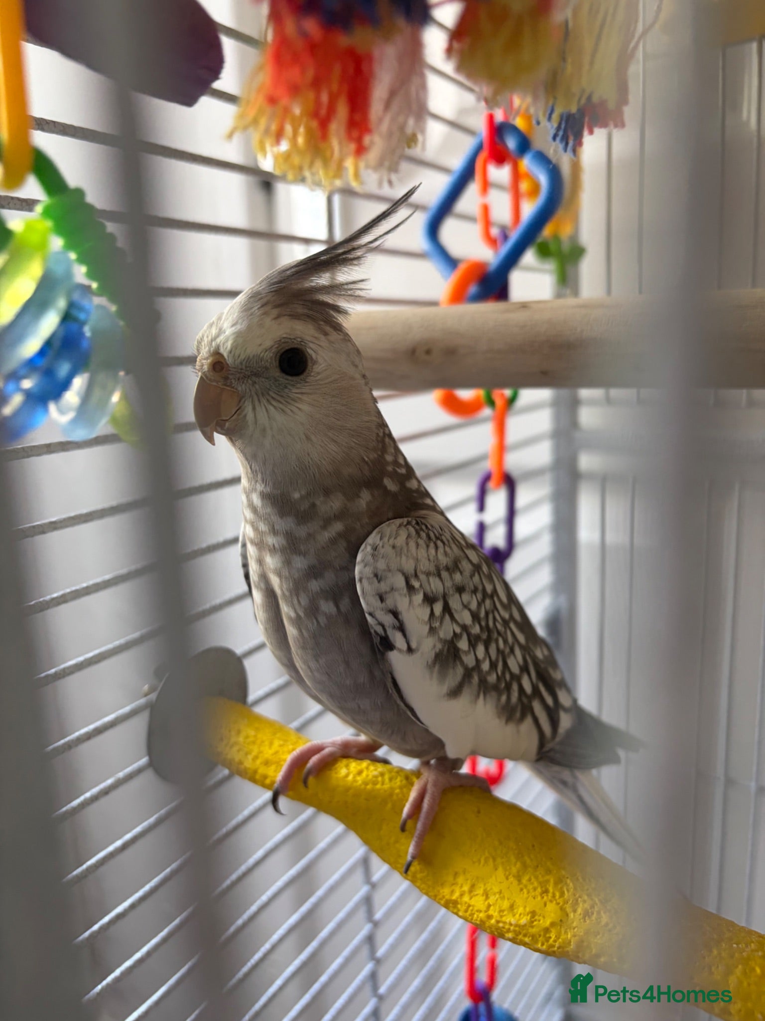 Cockatiels birds cocketail - Advert 10