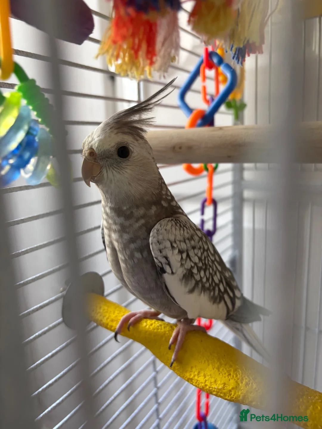Cockatiels birds for sale: cocketail - Advert 1