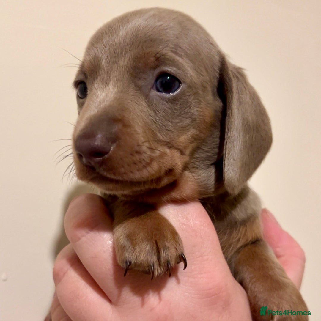 Miniature Dachshund dogs for sale: 🐾Beautiful kc mini dachshund pups ready 20 Dec🐾 - Advert 22