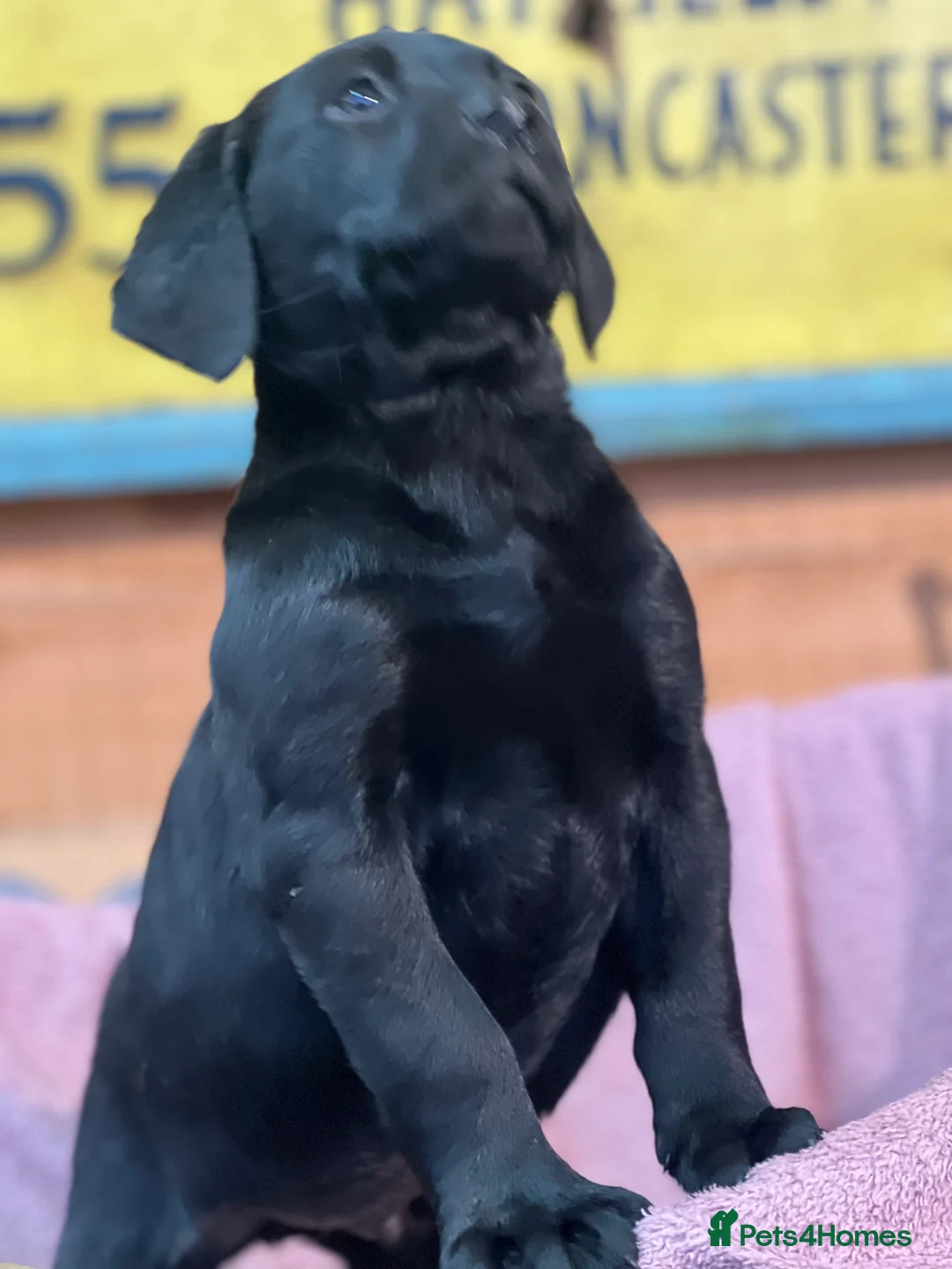 Labrador Retriever dogs for sale: KC Labrador Pups Chunky Traditional  Working - Advert 39