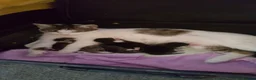 Mixed Breed cats for sale: Kittens - Advert 1