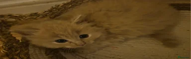 Mixed Breed Kitten 2