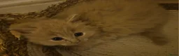 Mixed Breed cats for sale: Fluffy kitten - Advert 18
