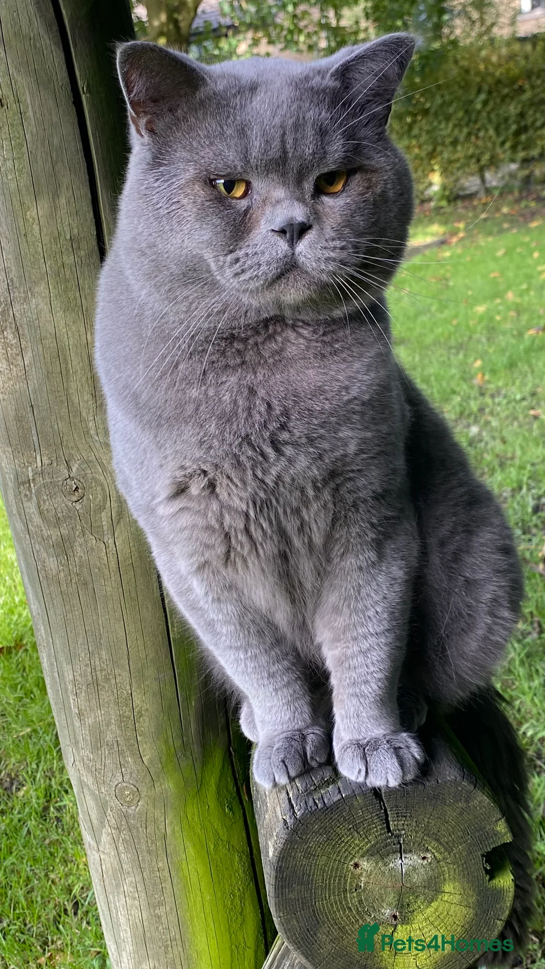 British Shorthair cats for stud: Meet Leo, Active Registered GCCF BHS Stud in Clitheroe - Advert 18