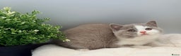 British Shorthair cats for sale: PEDIGREE REGISTERED CHUNKY BRITISH SHORTHAIRS  - Advert 1