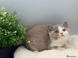 British Shorthair cats PEDIGREE REGISTERED CHUNKY BRITISH SHORTHAIRS - Advert 1