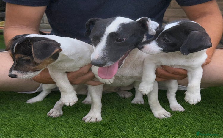 Jack Russell dogs - Advert 16