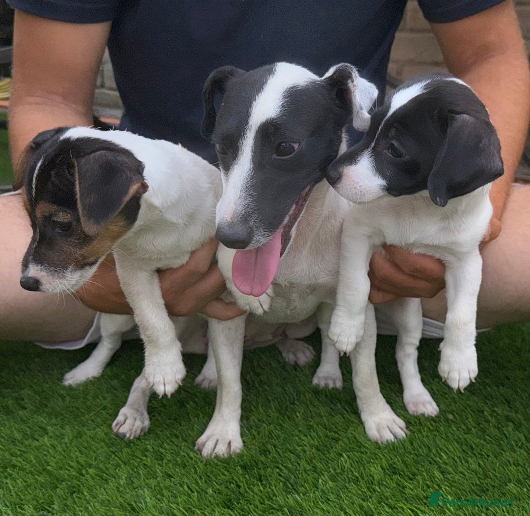 Jack Russell dogs for sale: 2 Jack Russell Girls Left  - Image 1