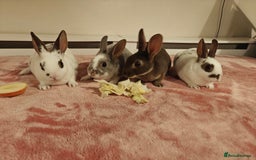 Rex rabbits for sale: Mixed litter of Mini Rex  - Image 25
