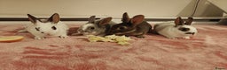 Rex rabbits for sale: Mini Rex Does - Advert 22