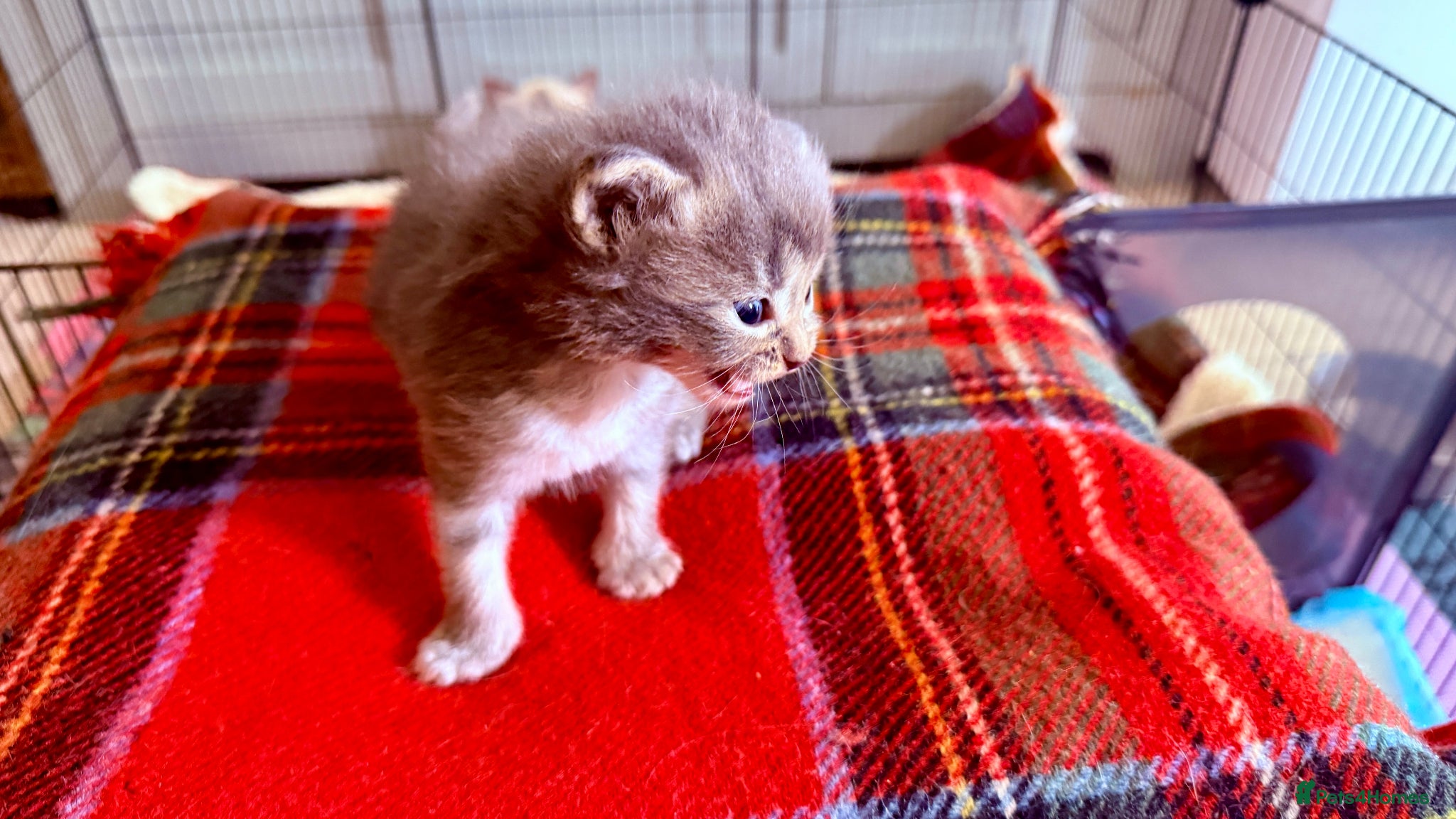 Ragcoon cats for sale: Gorgeous, fluffy litter of 6 RagCoon Kittens - Advert 18