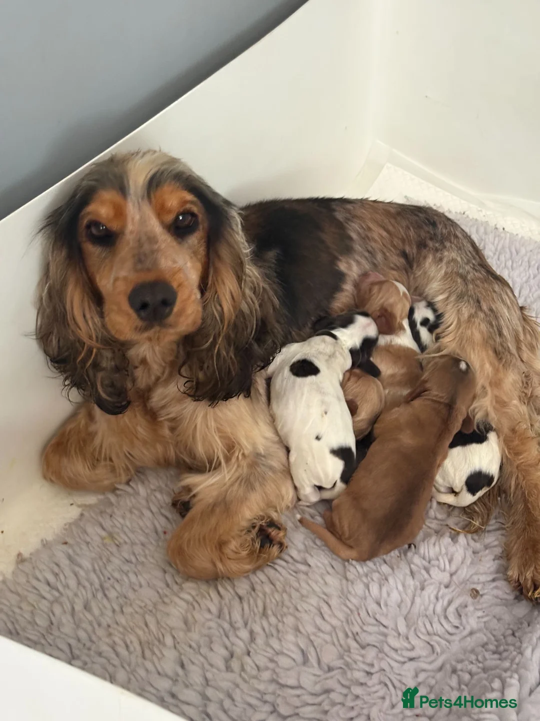 Cocker Spaniel dogs for sale: Show Type Cocker Spaniels in Sandy - Advert 2