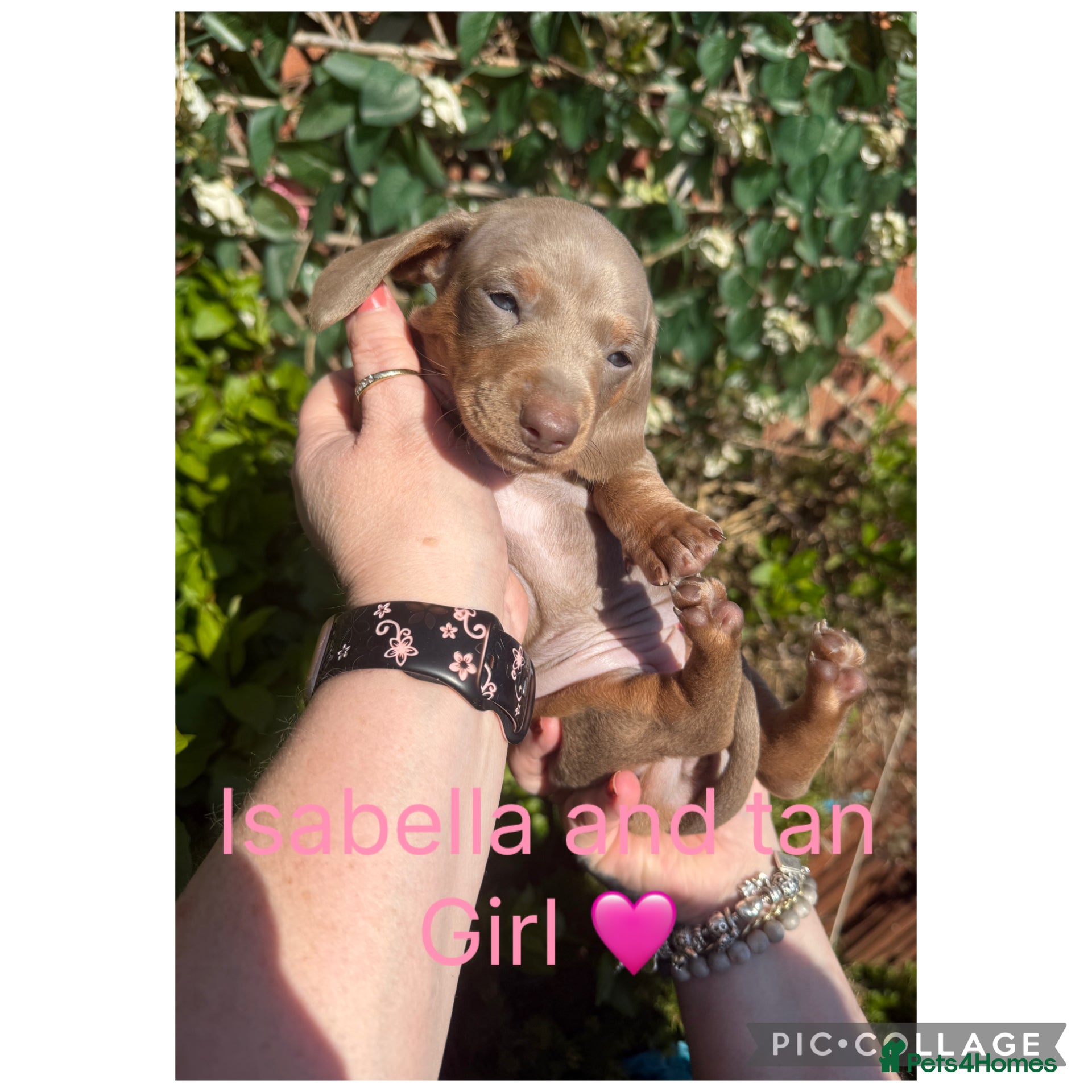 Miniature Dachshund dogs Miniature Dachshund Puppies  - Advert 18