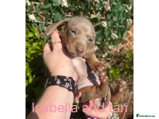 Miniature Dachshund dogs Miniature Dachshund Puppies - Advert 18