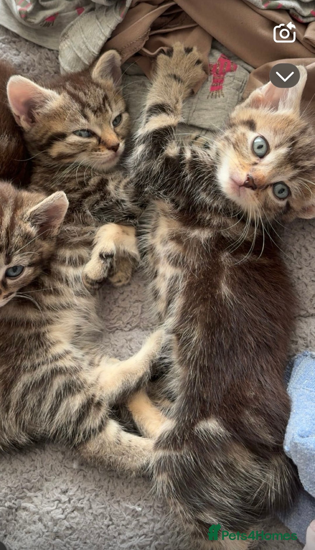 British Shorthair cats for sale: Tabby kittens looking for loving home  - Image 1
