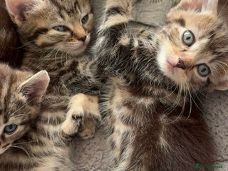 British Shorthair cats - Advert 27