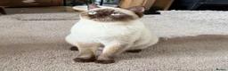British Shorthair cats for sale: Beautiful chocolate colourpoint girl - Advert 5