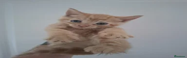 Ginger boy 1