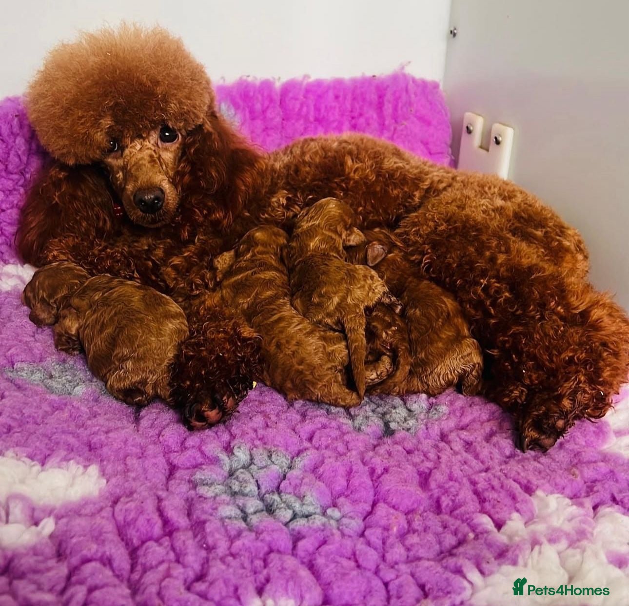 Miniature Poodle dogs Amazing deep red kc mini poodles ❤️🩵 - Advert 1