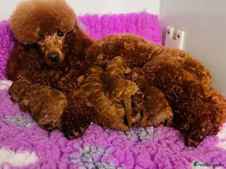 Miniature Poodle dogs Amazing deep red kc mini poodles ❤️🩵 - Advert 1