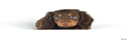Miniature Dachshund dogs for sale: 4 male Dachshunds - Advert 16