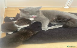 British Shorthair cats for sale: Beautiful BSH and Tuxedo cat mix litter for sale - Image 7