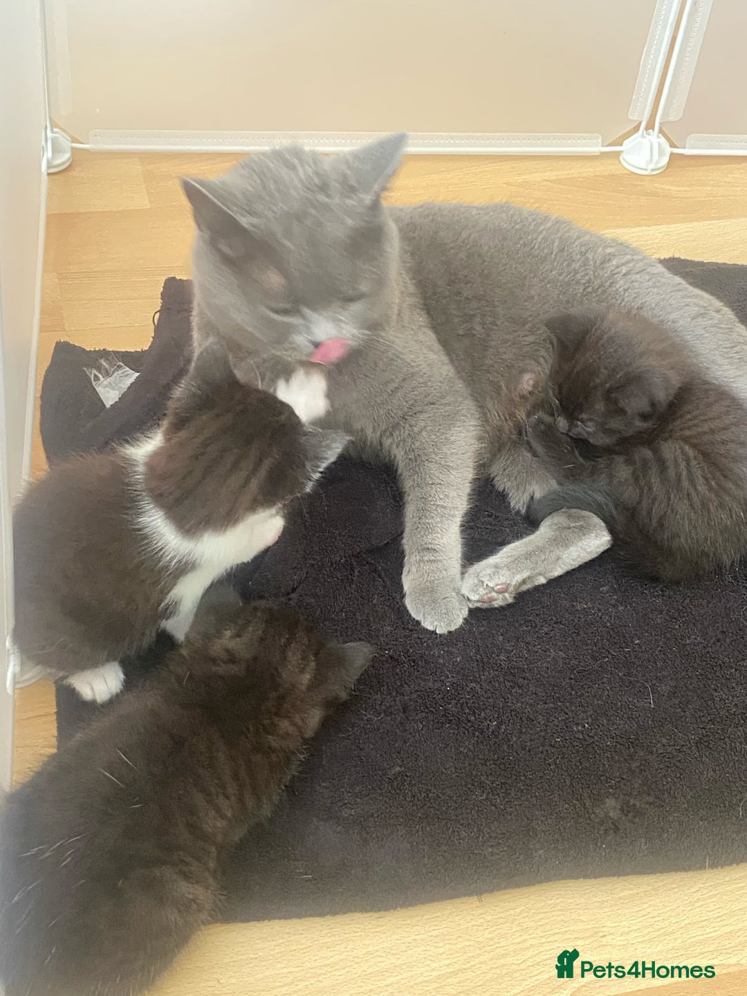 British Shorthair cats for sale: Beautiful BSH and Tuxedo cat mix litter for sale - Image 7