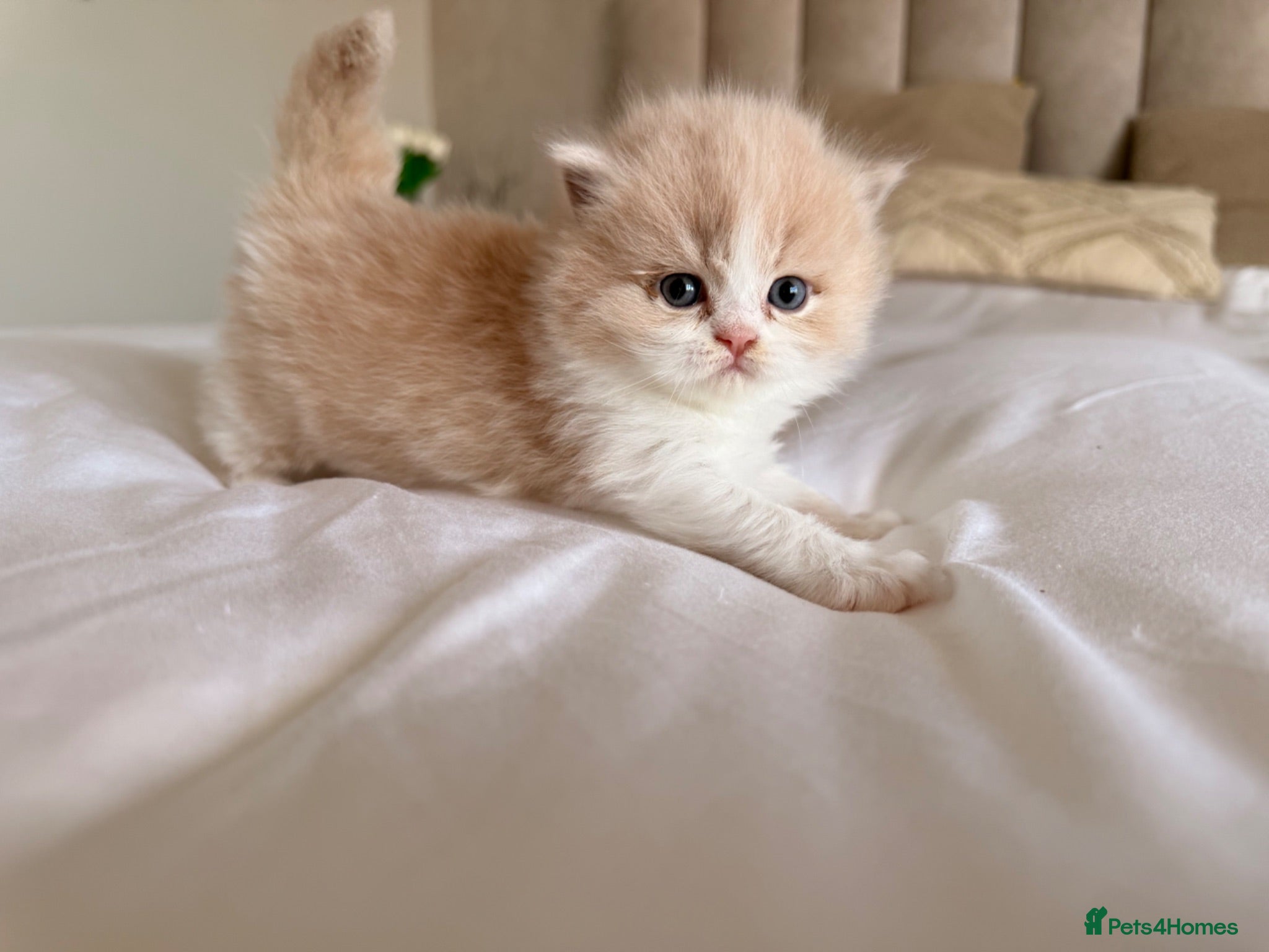 British Longhair cats Pedigree British Longhair Kittens GCCF Registered - Advert 2