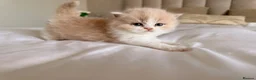 British Longhair cats for sale: Pedigree British Longhair Kittens GCCF Registered - Advert 2