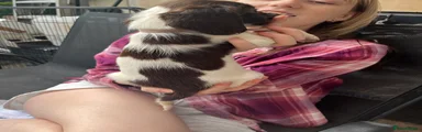 English Springer Spaniel 5